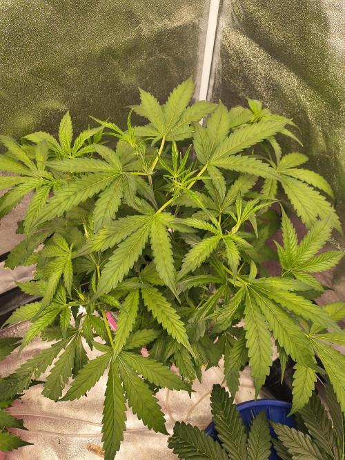 Multi strain hydroponic grow. Week 4 - Banana daddy × lilac diesel @Ethos doing amazing. Exploding with growth. 