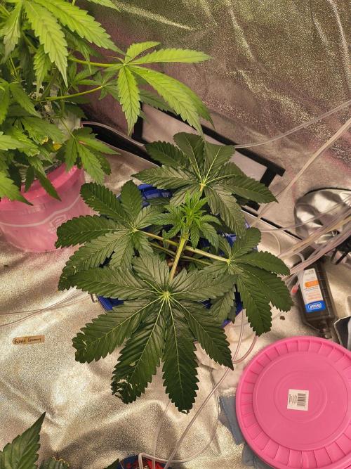 Multi strain hydroponic grow. Week 4 - Gelato auto from Nirvana seeds 