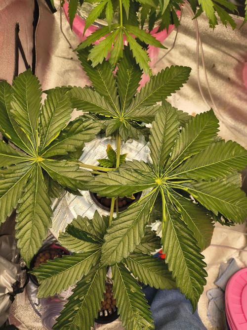 Multi strain hydroponic grow. Week 4 - Gelato auto from Nirvana seeds 