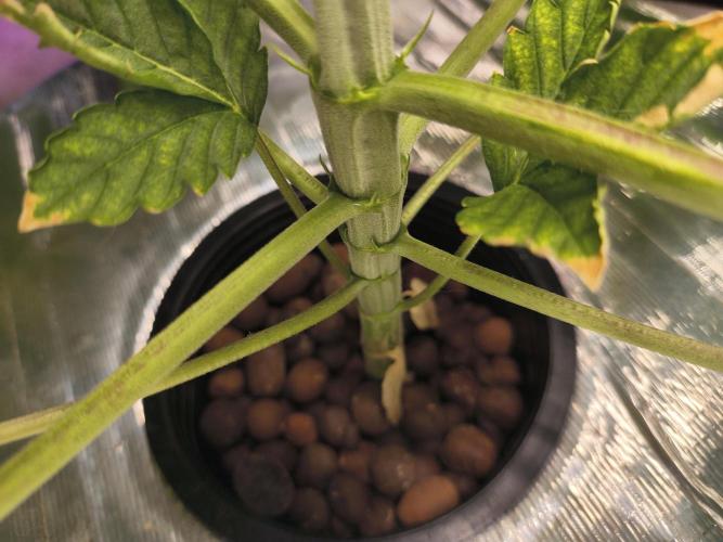 Multi strain hydroponic grow. Week 4 - Gelato auto Nirvana seeds