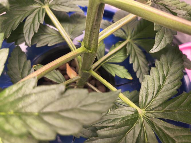 Multi strain hydroponic grow. Week 4 - Duds. Lol 