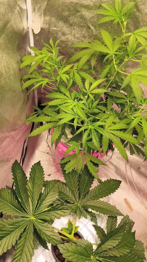 Multi strain hydroponic grow