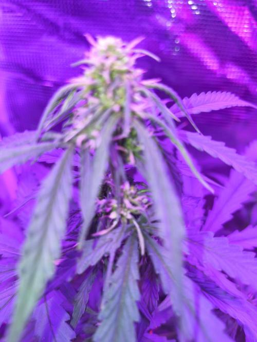 Multi strain cross breeding grow. Week 4 - @Seedsmans auto strawberry cheesecake doing her thing! Lol 