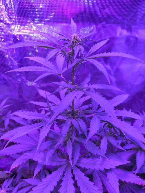 Multi strain cross breeding grow. Week 4 - @Seedsman