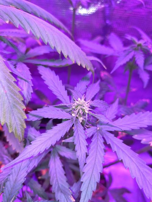 Multi strain cross breeding grow. Week 4