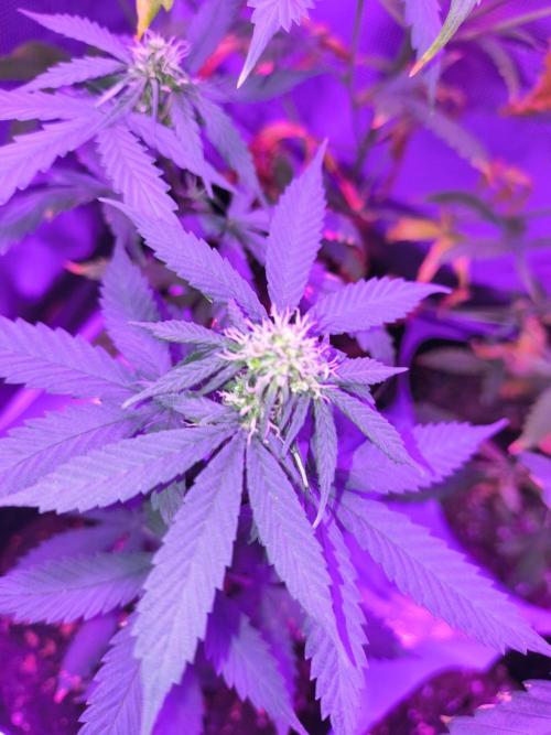 Multi strain cross breeding grow. Week 4