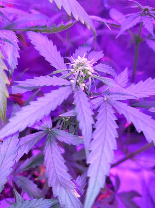 Multi strain cross breeding grow. Week 4