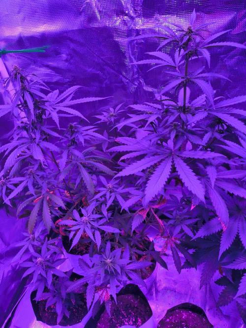 Multi strain cross breeding grow. Week 4