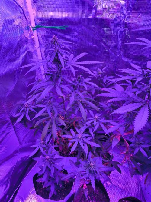 Multi strain cross breeding grow. Week 4