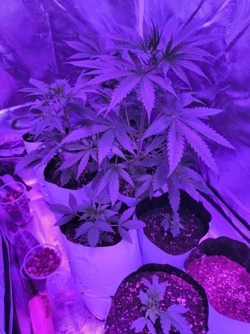Multi strain cross breeding grow. Week 4