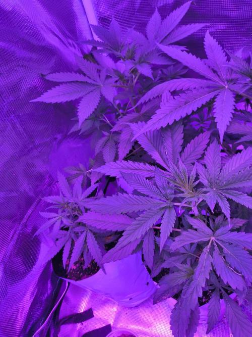 Multi strain cross breeding grow. Week 4
