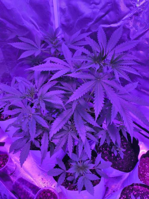 Multi strain cross breeding grow. Week 4