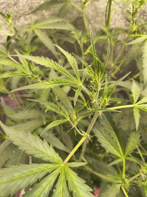 Multi strain hydroponic grow. Week 5
