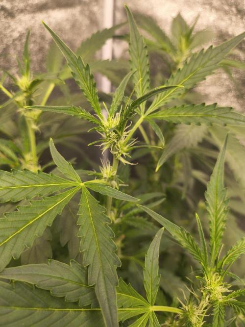 Multi strain hydroponic grow. Week 5