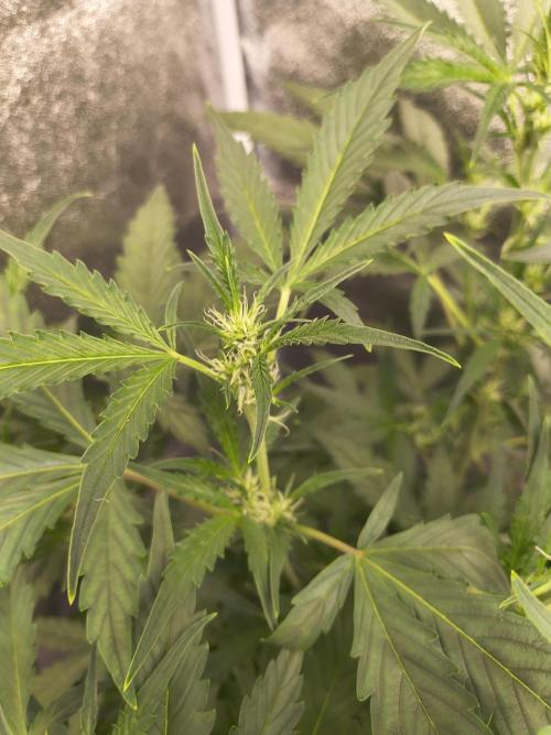 Multi strain hydroponic grow. Week 5