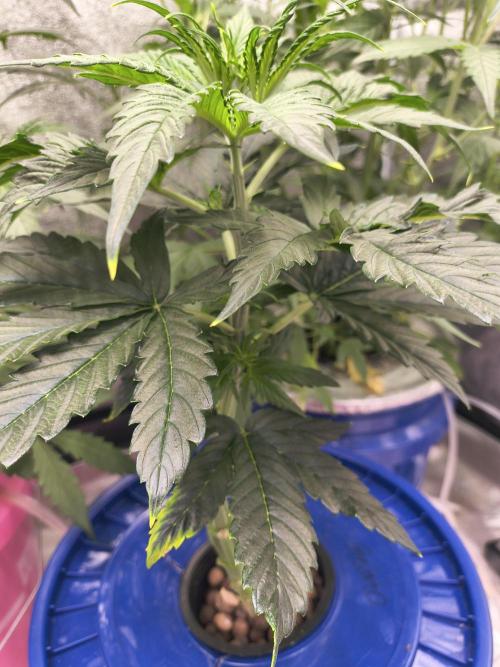 Multi strain hydroponic grow. Week 5