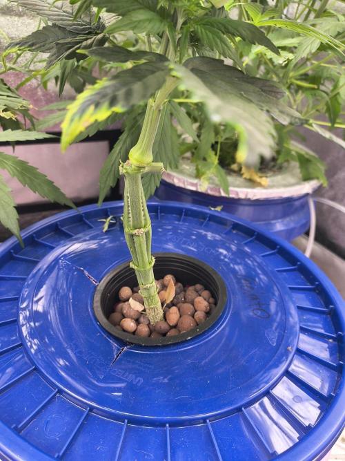 Multi strain hydroponic grow. Week 5