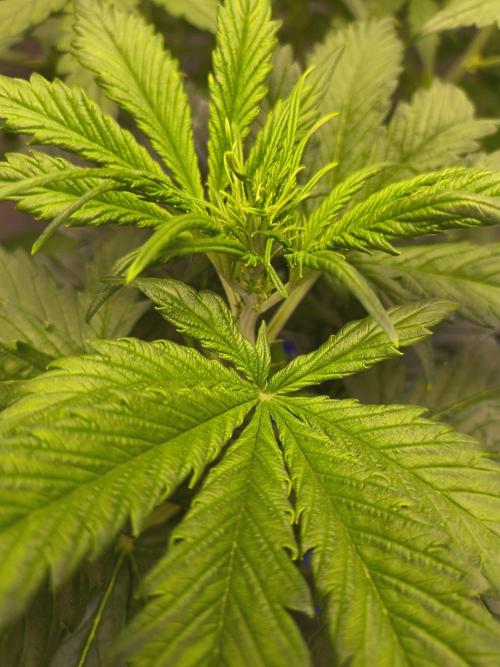 Multi strain hydroponic grow. Week 5