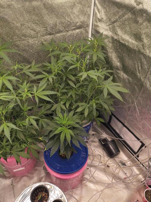 Multi strain hydroponic grow. Week 5