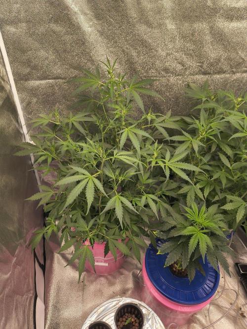Multi strain hydroponic grow. Week 5