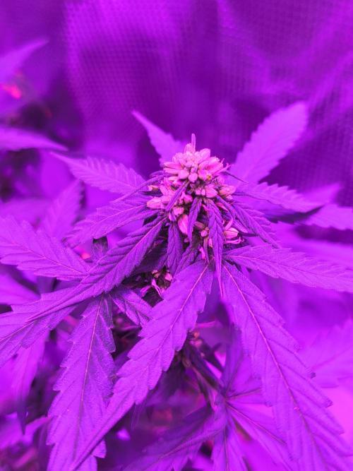 Multi strain cross breeding grow. Week 5