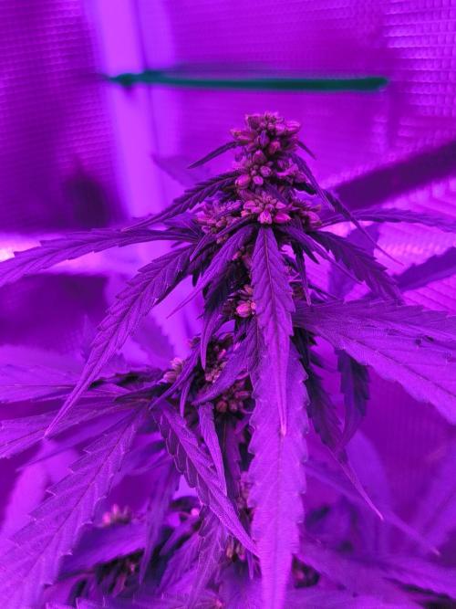 Multi strain cross breeding grow. Week 5