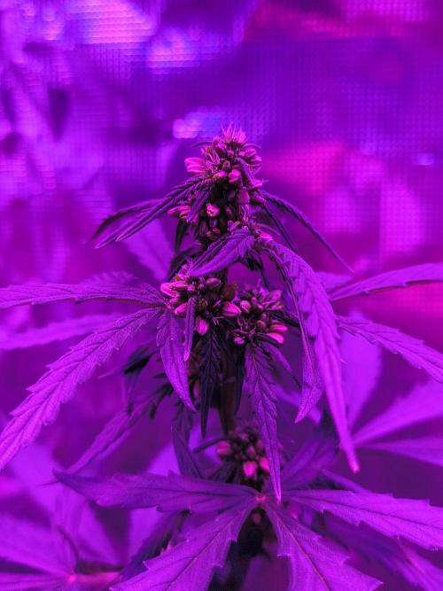 Multi strain cross breeding grow. Week 5