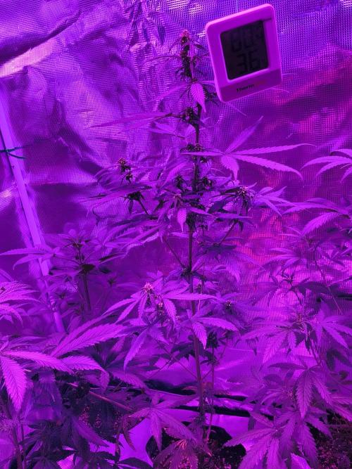 Multi strain cross breeding grow. Week 5