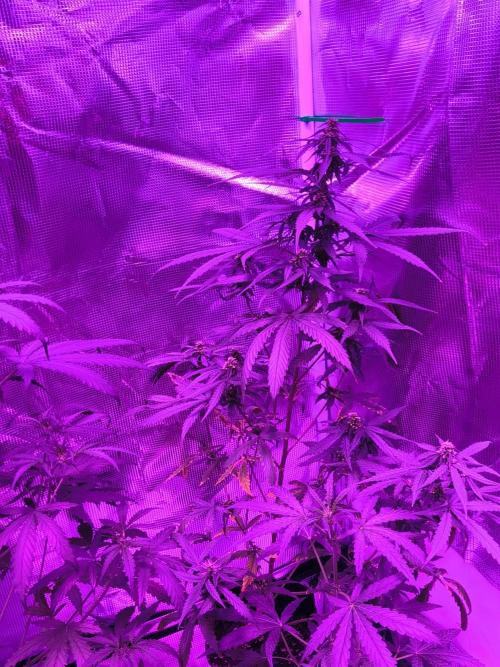 Multi strain cross breeding grow. Week 5