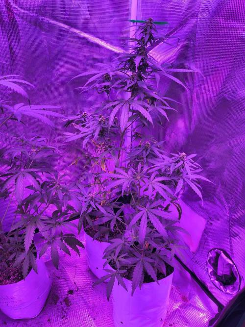 Multi strain cross breeding grow. Week 5