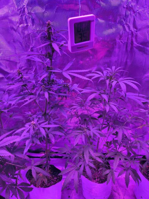 Multi strain cross breeding grow. Week 5