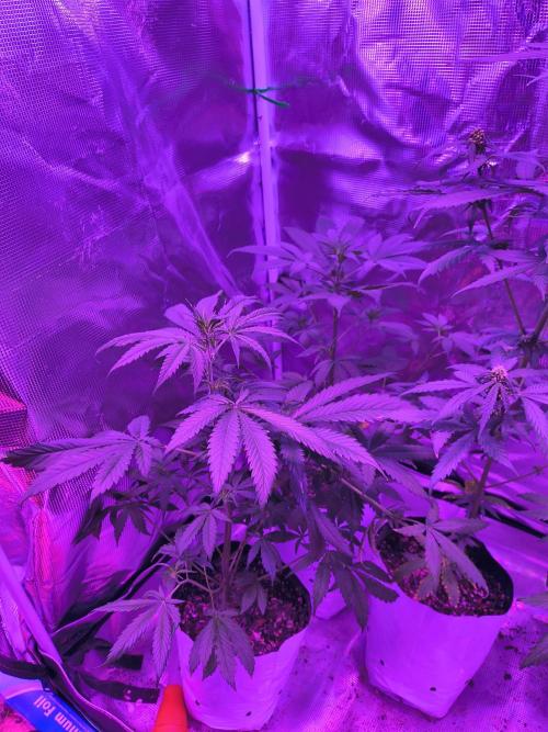 Multi strain cross breeding grow. Week 5