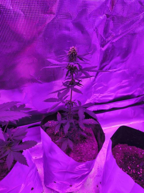 Multi strain cross breeding grow. Week 5