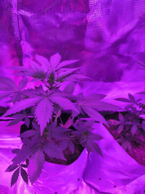 Multi strain cross breeding grow. Week 5