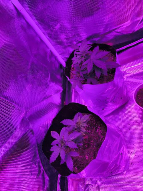 Multi strain cross breeding grow. Week 5