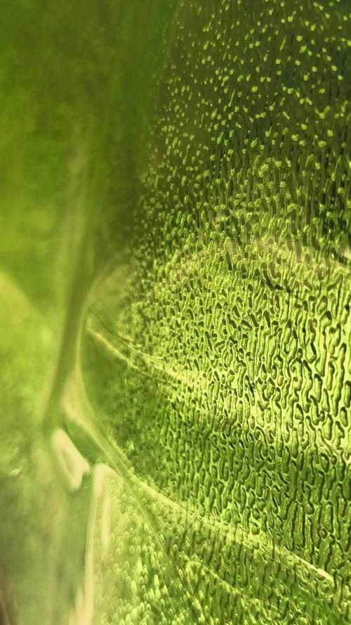 Multi strain hydroponic grow