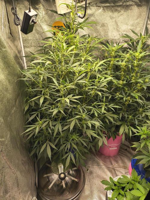 Multi strain hydroponic grow. Week 6