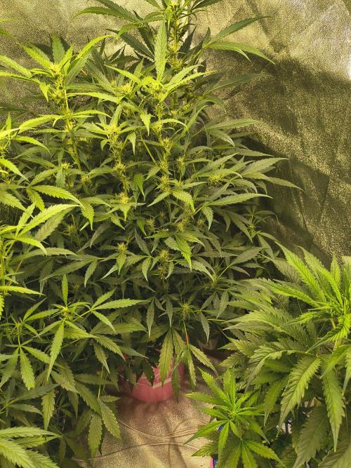 Multi strain hydroponic grow. Week 6