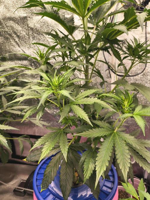 Multi strain hydroponic grow. Week 6