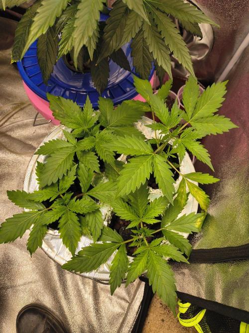 Multi strain hydroponic grow. Week 6 - Fastbuds auto mystery mix are doing amazing. Gonna have to separate soon. 