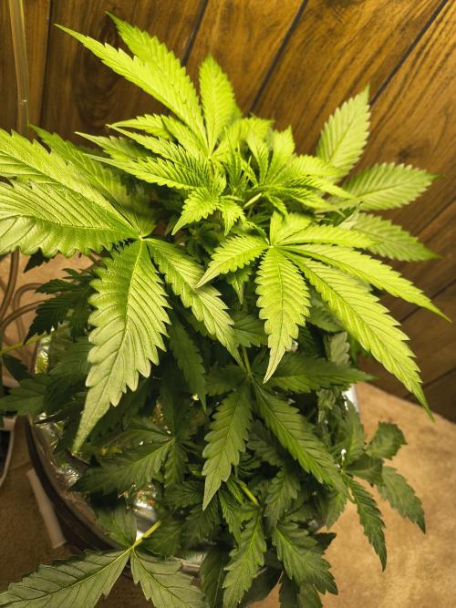 Multi strain hydroponic grow. Week 6