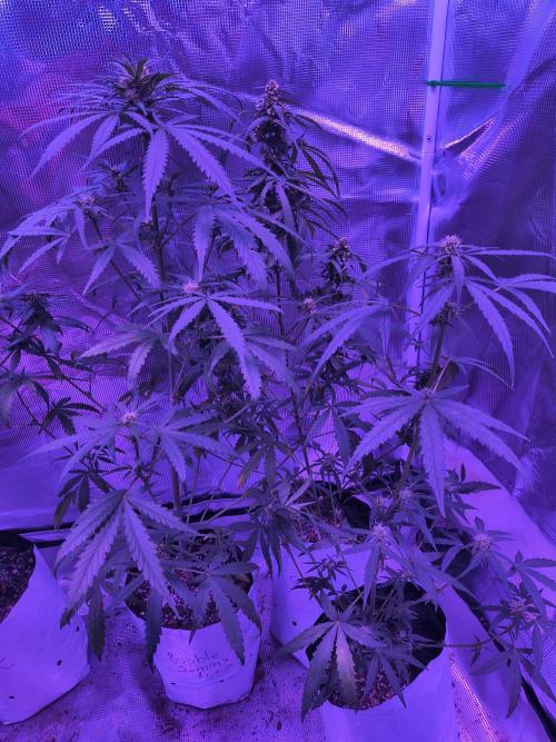 Multi strain cross breeding grow. Week 6