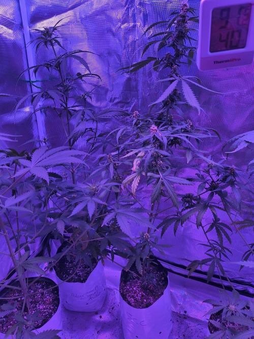 Multi strain cross breeding grow. Week 6