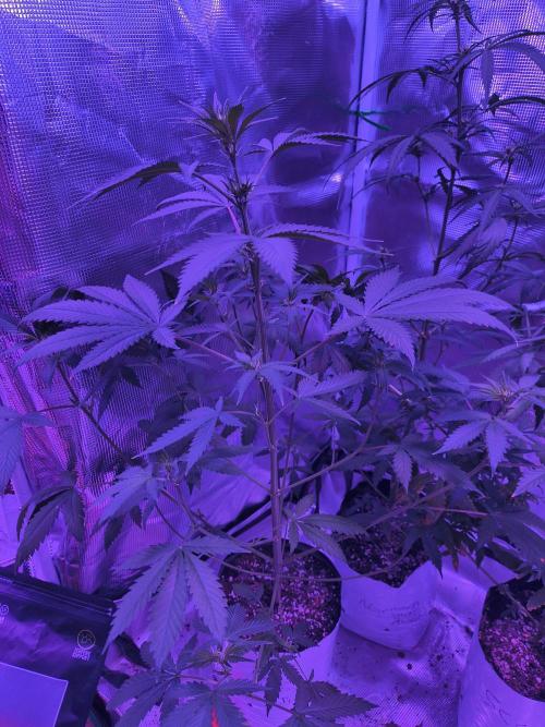 Multi strain cross breeding grow. Week 6