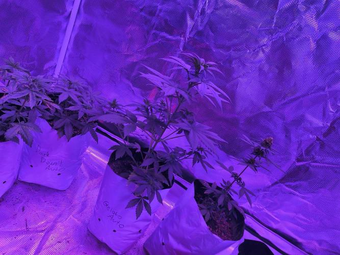 Multi strain cross breeding grow. Week 6