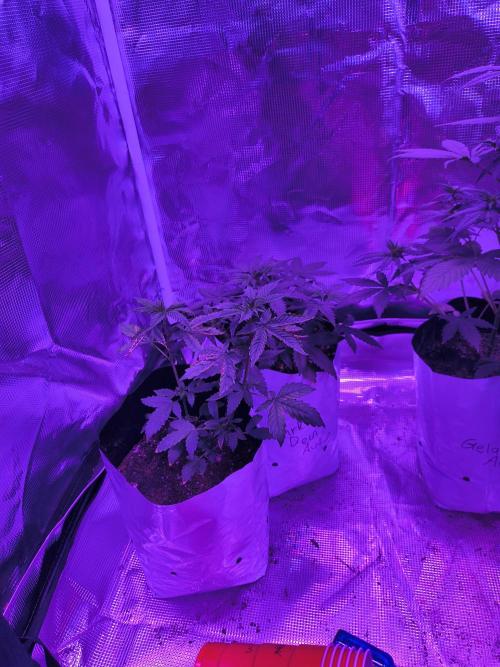 Multi strain cross breeding grow. Week 6