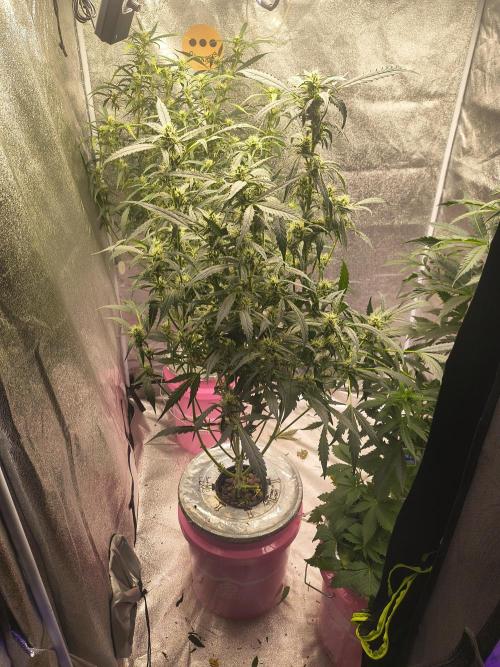 Multi strain hydroponic grow. Week 7