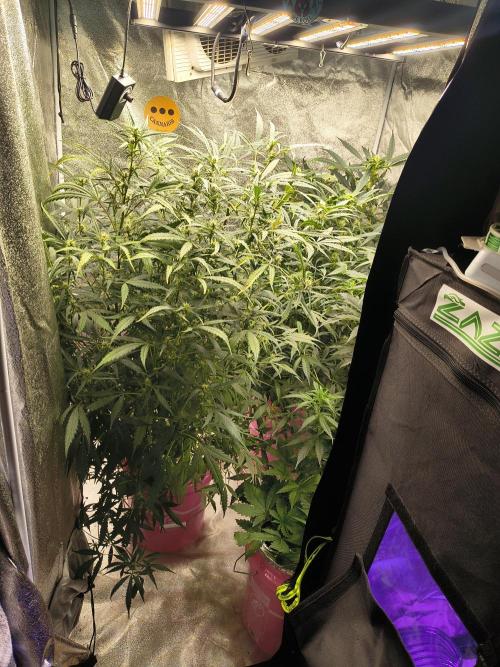 Multi strain hydroponic grow. Week 7