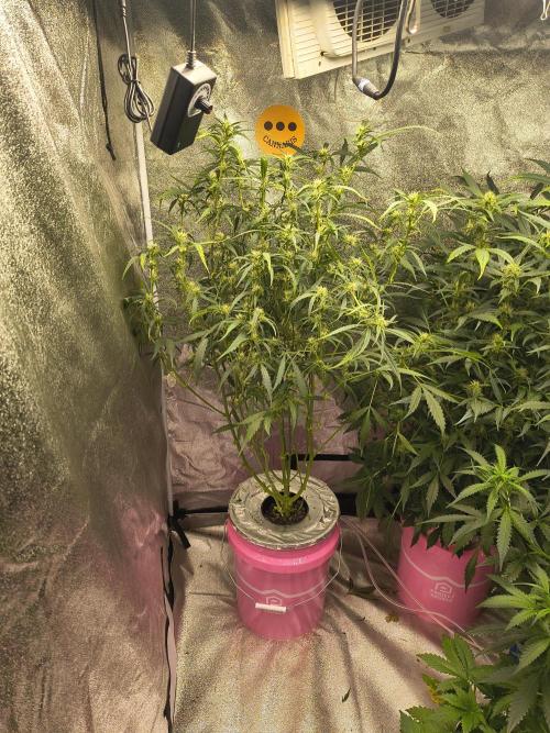 Multi strain hydroponic grow. Week 7