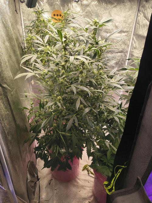 Multi strain hydroponic grow. Week 7
